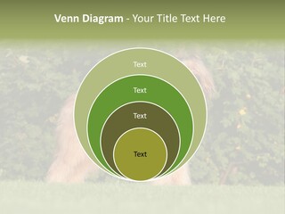 A Dog Standing In A Field With Trees In The Background PowerPoint Template