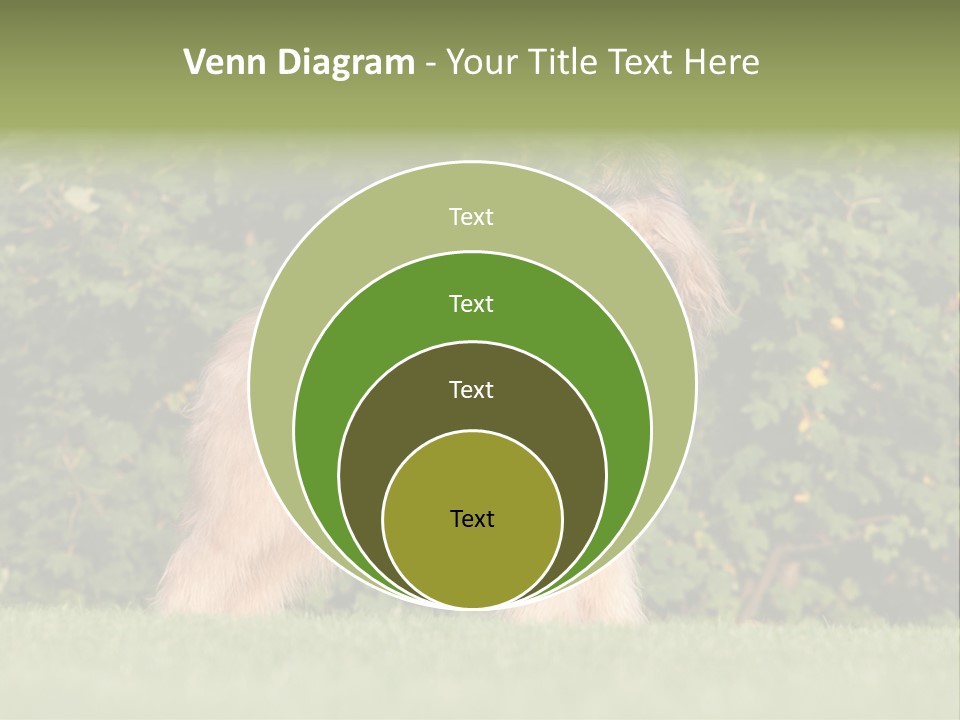 A Dog Standing In A Field With Trees In The Background PowerPoint Template