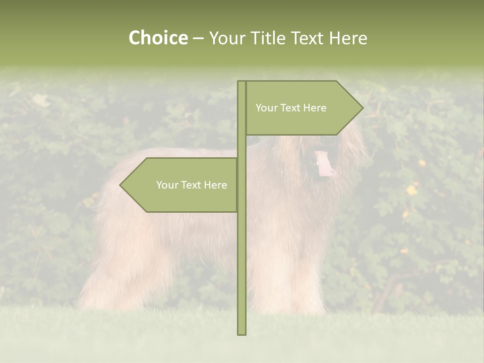 A Dog Standing In A Field With Trees In The Background PowerPoint Template