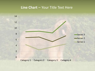 A Dog Standing In A Field With Trees In The Background PowerPoint Template