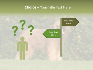 A Dog Standing In A Field With Trees In The Background PowerPoint Template