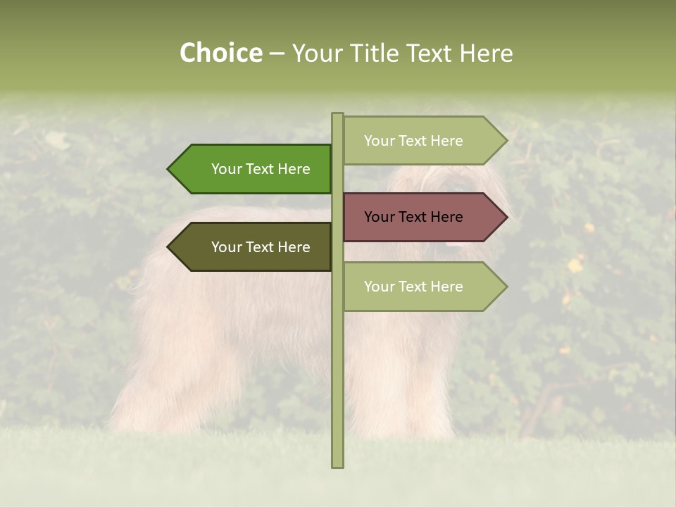 A Dog Standing In A Field With Trees In The Background PowerPoint Template