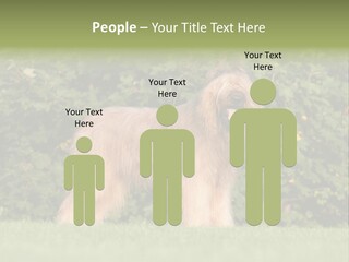 A Dog Standing In A Field With Trees In The Background PowerPoint Template