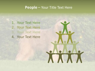 A Dog Standing In A Field With Trees In The Background PowerPoint Template