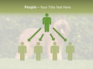 A Dog Standing In A Field With Trees In The Background PowerPoint Template