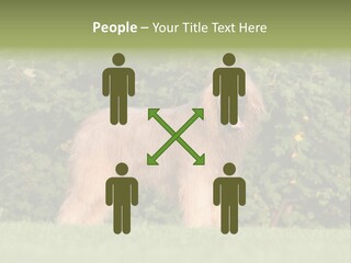 A Dog Standing In A Field With Trees In The Background PowerPoint Template