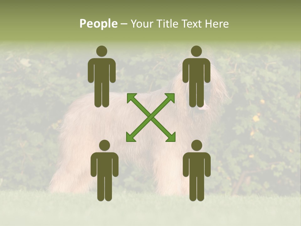 A Dog Standing In A Field With Trees In The Background PowerPoint Template