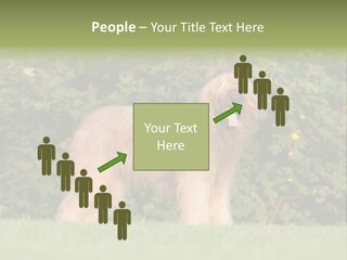 A Dog Standing In A Field With Trees In The Background PowerPoint Template