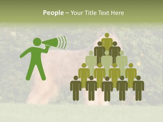 A Dog Standing In A Field With Trees In The Background PowerPoint Template