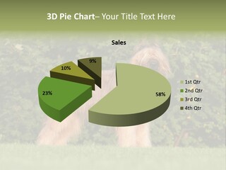 A Dog Standing In A Field With Trees In The Background PowerPoint Template