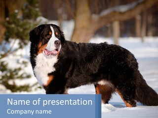 A Large Black And White Dog Standing In The Snow PowerPoint Template
