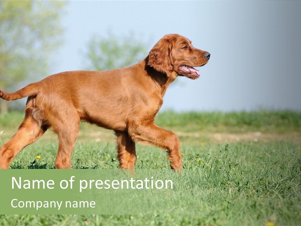 A Brown Dog Running Across A Lush Green Field PowerPoint Template