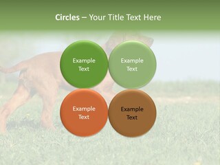 A Brown Dog Running Across A Lush Green Field PowerPoint Template