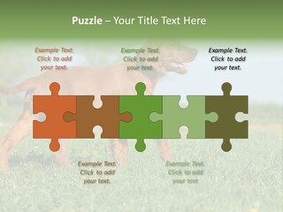 A Brown Dog Running Across A Lush Green Field PowerPoint Template