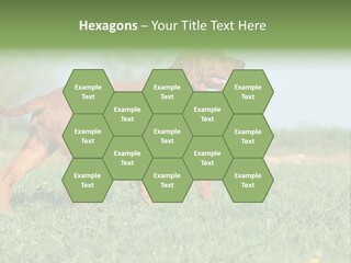 A Brown Dog Running Across A Lush Green Field PowerPoint Template