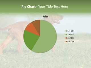 A Brown Dog Running Across A Lush Green Field PowerPoint Template