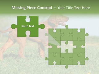 A Brown Dog Running Across A Lush Green Field PowerPoint Template