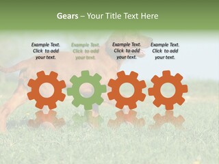 A Brown Dog Running Across A Lush Green Field PowerPoint Template