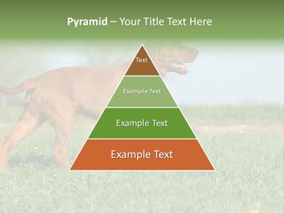 A Brown Dog Running Across A Lush Green Field PowerPoint Template