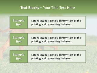 A Brown Dog Running Across A Lush Green Field PowerPoint Template