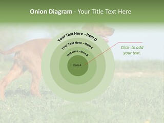 A Brown Dog Running Across A Lush Green Field PowerPoint Template