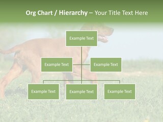 A Brown Dog Running Across A Lush Green Field PowerPoint Template