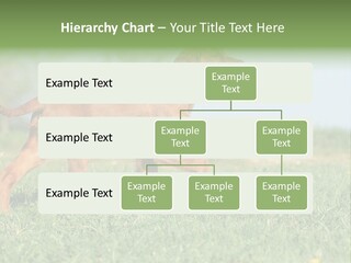 A Brown Dog Running Across A Lush Green Field PowerPoint Template