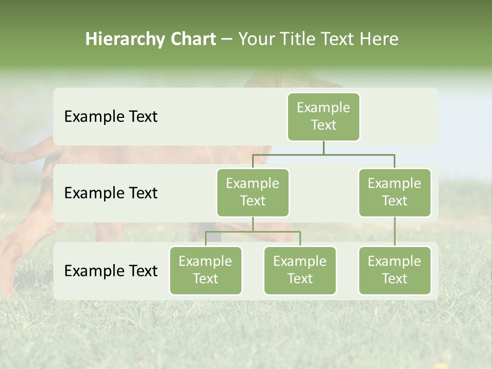 A Brown Dog Running Across A Lush Green Field PowerPoint Template