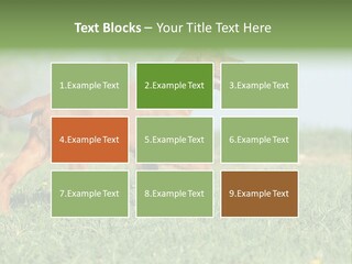 A Brown Dog Running Across A Lush Green Field PowerPoint Template