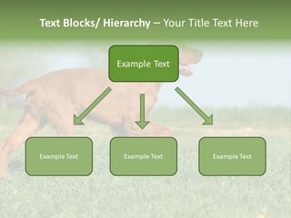 A Brown Dog Running Across A Lush Green Field PowerPoint Template