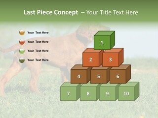 A Brown Dog Running Across A Lush Green Field PowerPoint Template