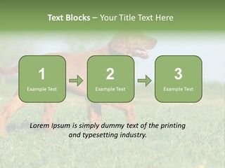 A Brown Dog Running Across A Lush Green Field PowerPoint Template