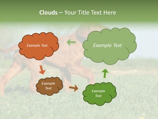 A Brown Dog Running Across A Lush Green Field PowerPoint Template