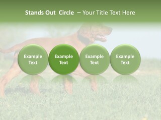 A Brown Dog Running Across A Lush Green Field PowerPoint Template