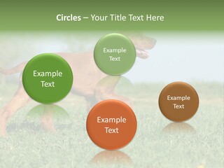 A Brown Dog Running Across A Lush Green Field PowerPoint Template