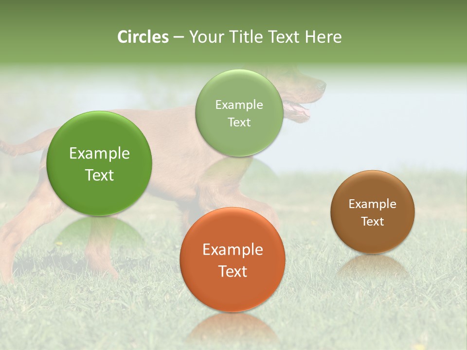 A Brown Dog Running Across A Lush Green Field PowerPoint Template