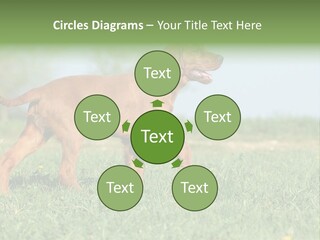 A Brown Dog Running Across A Lush Green Field PowerPoint Template