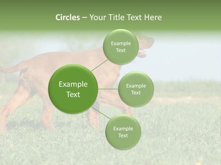 A Brown Dog Running Across A Lush Green Field PowerPoint Template