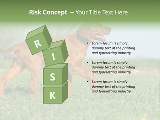 A Brown Dog Running Across A Lush Green Field PowerPoint Template