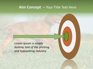 A Brown Dog Running Across A Lush Green Field PowerPoint Template