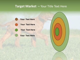 A Brown Dog Running Across A Lush Green Field PowerPoint Template