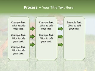 A Brown Dog Running Across A Lush Green Field PowerPoint Template
