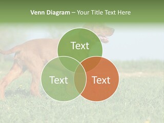 A Brown Dog Running Across A Lush Green Field PowerPoint Template