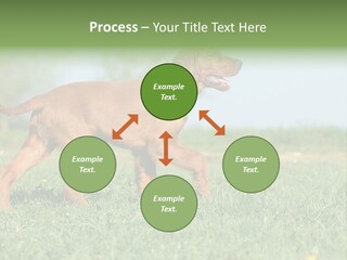 A Brown Dog Running Across A Lush Green Field PowerPoint Template