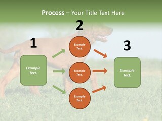 A Brown Dog Running Across A Lush Green Field PowerPoint Template