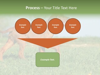 A Brown Dog Running Across A Lush Green Field PowerPoint Template