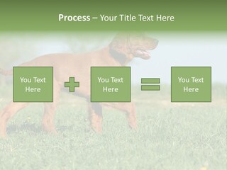 A Brown Dog Running Across A Lush Green Field PowerPoint Template