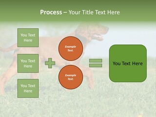 A Brown Dog Running Across A Lush Green Field PowerPoint Template