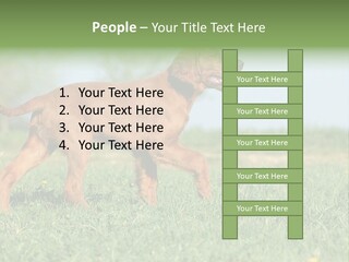 A Brown Dog Running Across A Lush Green Field PowerPoint Template