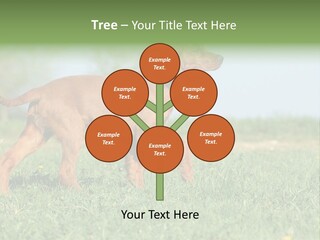A Brown Dog Running Across A Lush Green Field PowerPoint Template